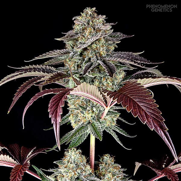 S.F. Bean > Phenomenom Genetics | Feminized Cannabis   |  Sativa